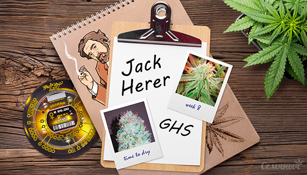 Гроурепорт Jack Herer fem от Green House Seeds