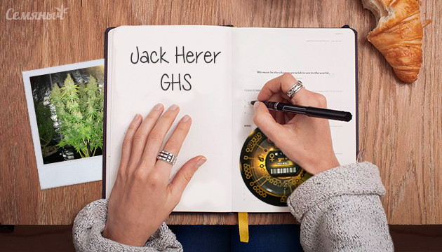 Гроурепорт сорта каннабиса Jack Herer fem от GHS