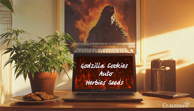 Гроурепорт сорта Godzilla Cookies Auto fem от Herbies Seeds