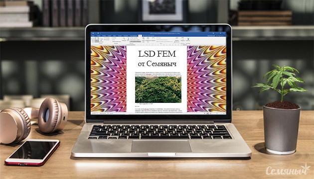 Гроурепорт сорта LSD от сидбанка Семяныч