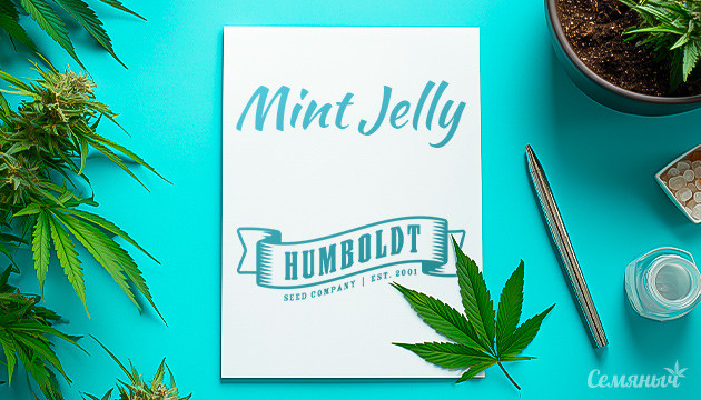 Гроурепорт сорта Mint Jelly Auto от Humboldt Seed Company