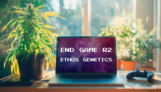 Гроурепорт сорта End Game R2 fem от Ethos Genetics