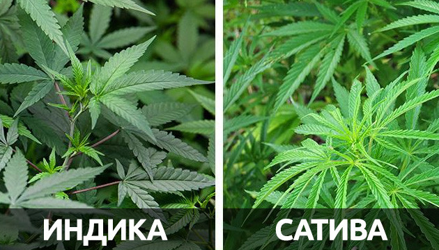 Урожайность индики и сативы