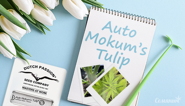 Гроурепорт сорта Auto Mokum’s Tulip fem от Dutch Passion